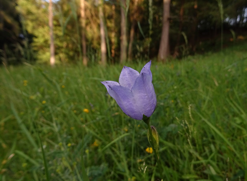 Campanula persicifolia - Campanulaceae